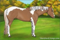 Horse Color:Chestnut Sabino Tobiano 
