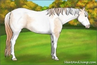 Horse Color:White Spotted Gold Champagne Dun Tobiano 