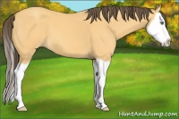Horse Color:Amber Cream Champagne Splash