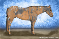 Horse Color:Black Ice Appaloosa Brindle