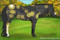 Horse Color:Black  Brindle