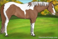 Horse Color:Chestnut Splash Tobiano 