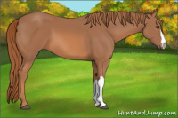 Horse Color:Chestnut 