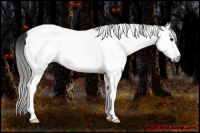Horse Color:Gray Grullo Sabino Tobiano