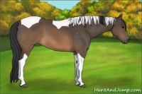 Horse Color:Brown Tobiano 