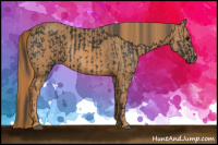 Horse Color:Black  Brindle
