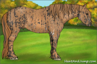 Horse Color:Black Splash Brindle