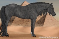 Horse Color:Black  Brindle