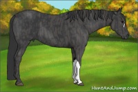 Horse Color:Black  Brindle