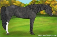 Horse Color:Black  Brindle