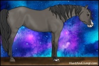 Horse Color:Grullo Splash 