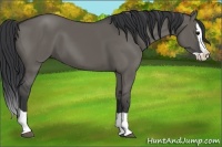 Horse Color:Grullo Splash 
