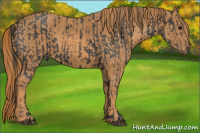 Horse Color:Black  Brindle