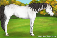Horse Color:White Spotted Bay Ice 
