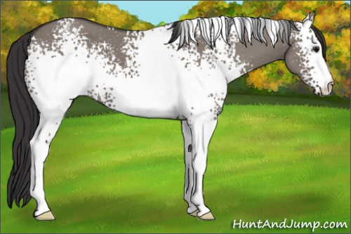 Horse Color:White Spotted Smoky Grullo 