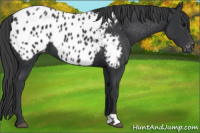 Horse Color:Black Appaloosa