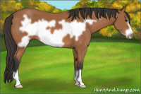 Horse Color:Bay Frame