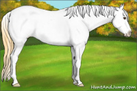 Horse Color:Buckskin Dun Appaloosa