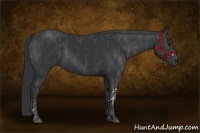 Horse Color:Black  Brindle