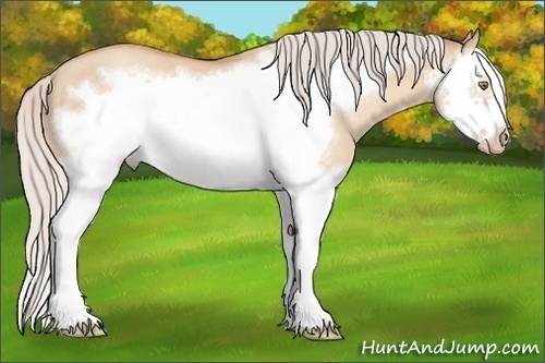 Horse Color: Silver Amber Champagne Dun Splash Frame Rabicano 