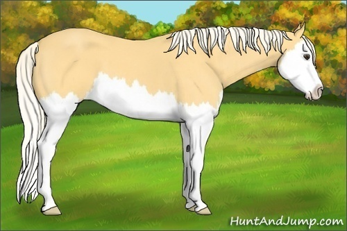 Horse Color: Palomino Roan Splash 