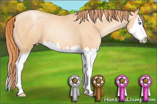 Horse Color: Amber Champagne Pearl Sabino Splash 