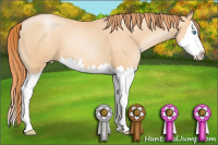 Horse Color:Amber Champagne Pearl Sabino Splash 