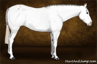 Horse Color:Red Dun Splash Blanket 