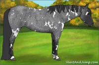Horse Color:White Spotted Blue Roan 