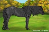 Horse Color:Black  Brindle
