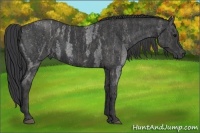 Horse Color:Blue Roan  Brindle