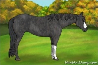 Horse Color:Black  Brindle