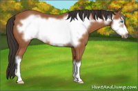 Horse Color:Bay Frame 