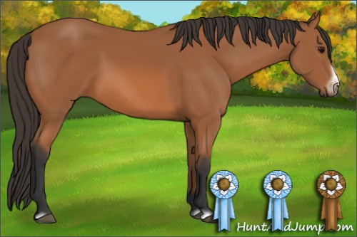Horse Color: Bay Frame 