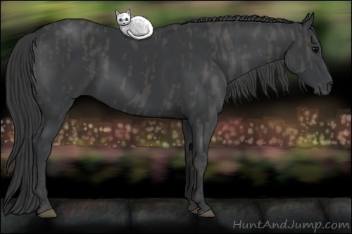 Horse Color: Black  Brindle
