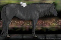 Horse Color:Black  Brindle
