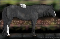 Horse Color:Black  Brindle