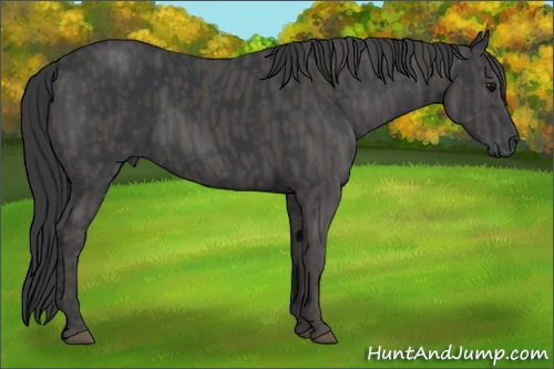 Horse Color:Black  Brindle