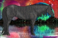 Horse Color:Black  Brindle