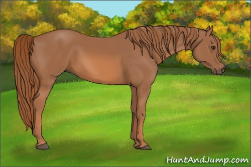 Horse Color: Unknown 