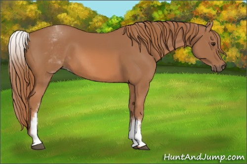 Horse Color: White Spotted Chestnut 