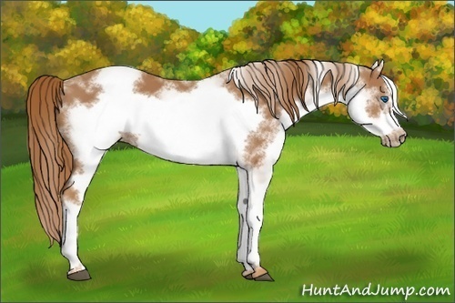 Horse Color:White Spotted Chestnut Frame 
