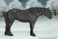 Horse Color:Black  Brindle