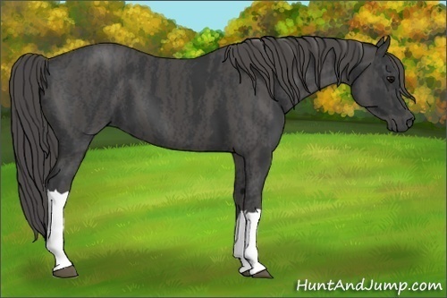 Horse Color: Black  Brindle