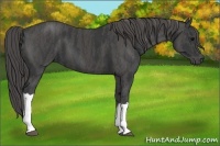 Horse Color:Black  Brindle