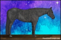 Horse Color:Black  Brindle