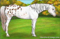 Horse Color:Liver Chestnut Appaloosa 
