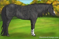 Horse Color:Black  Brindle