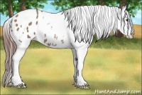 Horse Color:Classic Champagne Tobiano Appaloosa 