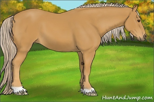 Horse Color: Palomino 